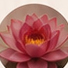 Fleur de lotus rose épanouie