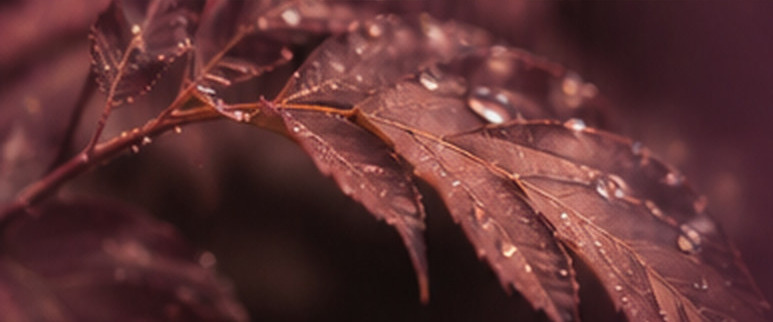 Feuilles couvertes de gouttes de pluie dans des tons prune et cuivrés